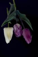 veelkleurig tulpen Aan een zwart achtergrond in een minimalistische stijl foto