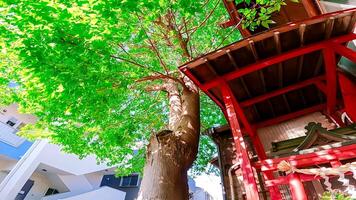 Hatsudai shusse inari Daimyojin, een altaar gelegen in Hatsudai, shibuya-ku, Tokio, Japan het is gelegen omhoog een heuvel, in een woon- Oppervlakte, De volgende naar de Hatsudai kinderen amusement park. foto