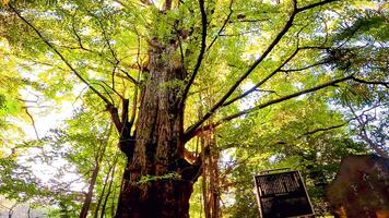 heilig boom Aan de nadering naar de heiligdom.oji altaar is een altaar gelegen in oji Honmachi, Kita afdeling, Tokio, Japan. foto