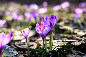 Purper krokus groeit in een oud Woud in droog bladeren. krokussen. restauratie van land. foto