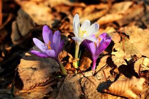 Purper krokus groeit in een oud Woud in droog bladeren. krokussen. restauratie van land. foto