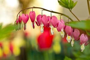dichtbij omhoog van buitengewoon bloeiend roze bloeden hart dicentra spectabilis bloemen foto
