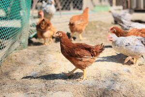 een groep van jong kippen en grijs, wit, rood hanen zijn wandelen in de dorp tuin, pikken Bij voedsel. kippen achter een hek pikken Bij voedsel buitenshuis Aan een zomer dag. foto