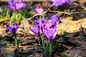 Purper krokus groeit in een oud Woud in droog bladeren. krokussen. restauratie van land. foto