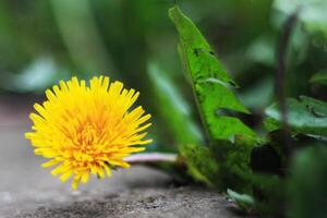 geel paardebloem. paardebloem dichtbij omhoog van geel voorjaar bloemen foto