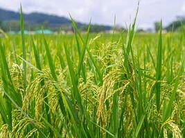 toneel- visie landschap van rijst- veld- met berg achtergrond in noordelijk Thailand foto