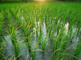 rijst- veld- in de ochtend. foto