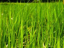 groen rijst- veld- en mooi natuur. foto