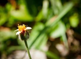 gras bloem foto van schoonheid wilde bloemen in de veld-