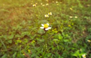 gras bloem foto van schoonheid wilde bloemen in de veld-