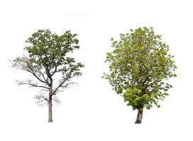 geïsoleerd boom verzameling Aan wit backdrop foto