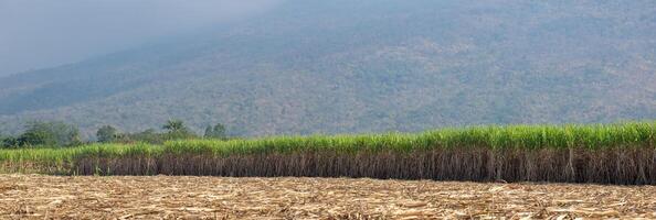 suikerstok plantages, de landbouw tropisch fabriek in Thailand foto