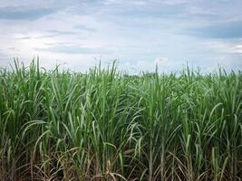 suiker riet met lucht foto