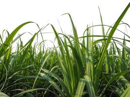 suikerstok plantages, de landbouw tropisch fabriek in Thailand foto