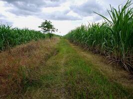 suikerstok plantages, de landbouw tropisch fabriek in Thailand, bomen toenemen van de grond Aan een boerderij in de oogst Aan een aarde weg met helder lucht foto