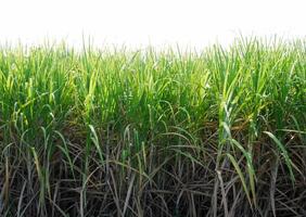 suikerstok plantages, de landbouw tropisch fabriek in Thailand. foto