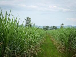 suiker riet met lucht foto