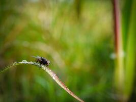 insecten vlieg, licht groen gras met zonlicht foto