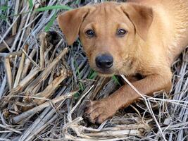 gelukkig hond, schattig hond zittend in gras foto