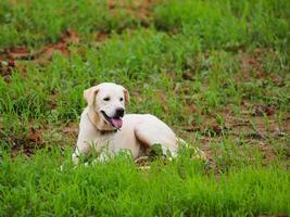 gelukkig hond. schattig hond zittend Aan groen gras achtergrond. foto