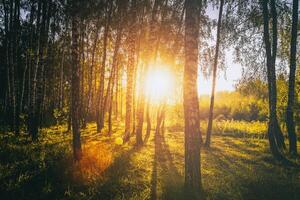 zonsondergang of zonsopkomst in een voorjaar berk Woud met helder jong gebladerte gloeiend in de stralen van de zon. wijnoogst film stijlvol. foto