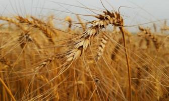 gouden tarwe in het veld foto