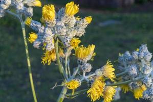 gewone distel galactites tomentosus is een waarschijnlijke inheemse soort op de Canarische eilanden foto