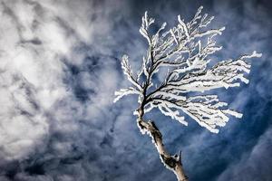 bevroren bomen op een berg foto