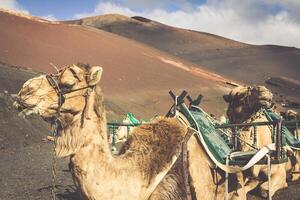 caravan van kamelen in de woestijn Aan Lanzarote in de kanarie eilanden. Spanje foto