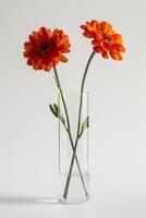 drie oranje bloemen in een Doorzichtig glas vaas foto