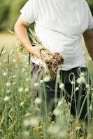 handvol vers geplukte knoflook op het veld foto