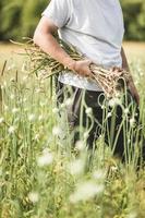 handvol vers geplukte knoflook op het veld foto