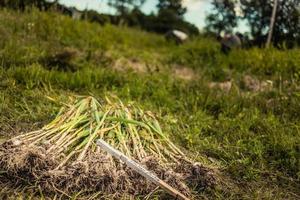 stapel vers geplukte Italiaanse paarse knoflook foto