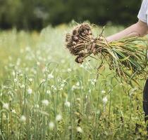 handvol vers geplukte knoflook op het veld foto