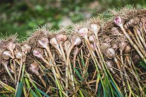 vers geplukte knoflookstapel met wortels foto