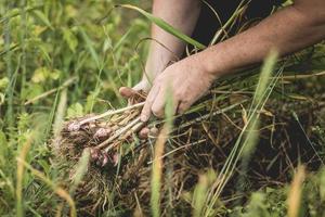 handvol vers geplukte knoflook op het veld foto