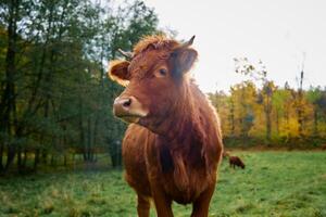 bruin koe begrazing Aan veld- met groen gras foto