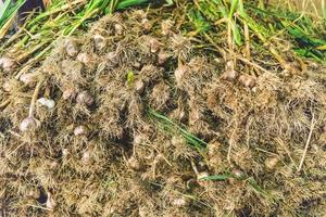 veel drogende knoflook binnen foto