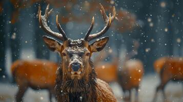 ai gegenereerd hert staand in besneeuwd Woud foto