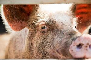 close-up van een varkensoog foto