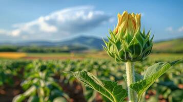 ai gegenereerd bloem bloeiend in veld- met berg achtergrond foto