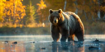 majestueus bruin beer in herfst Woud met gouden licht foto