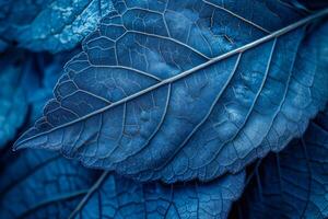 detailopname van blauw bladeren met netwerk van aderen creëren een textuur bedekking foto