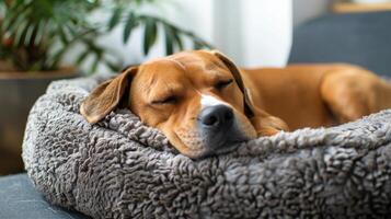 klein hond resting Aan top van een deken foto