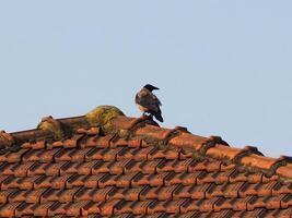 kraai wetenschappelijk. naam corvus vogel dier foto