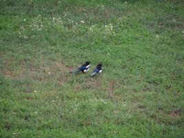 Euraziatisch ekster vogel dier foto