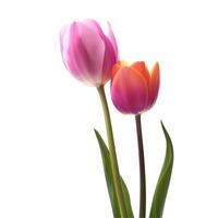 levendig roze en oranje tulpen met foto