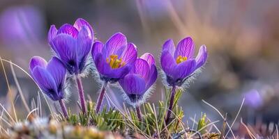 bloemen van de windbloem of pulsatilla patenten. eerste voorjaar bloeiend bloem foto