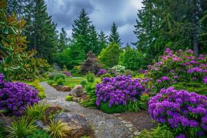 mooi tuin met paars rododendrons. foto