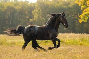 een majestueus Fries paard draven sierlijk aan de overkant een zonovergoten weiland. foto